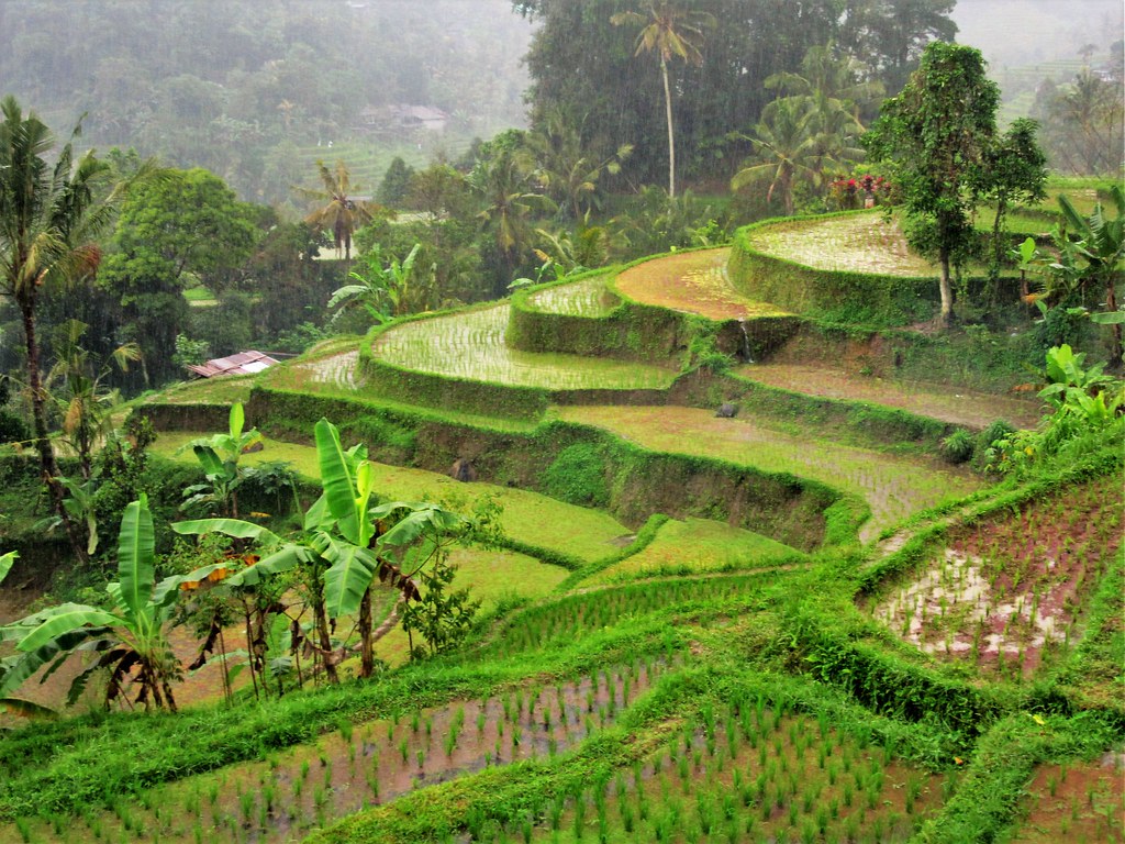 Jatiluwih Rice Terraces