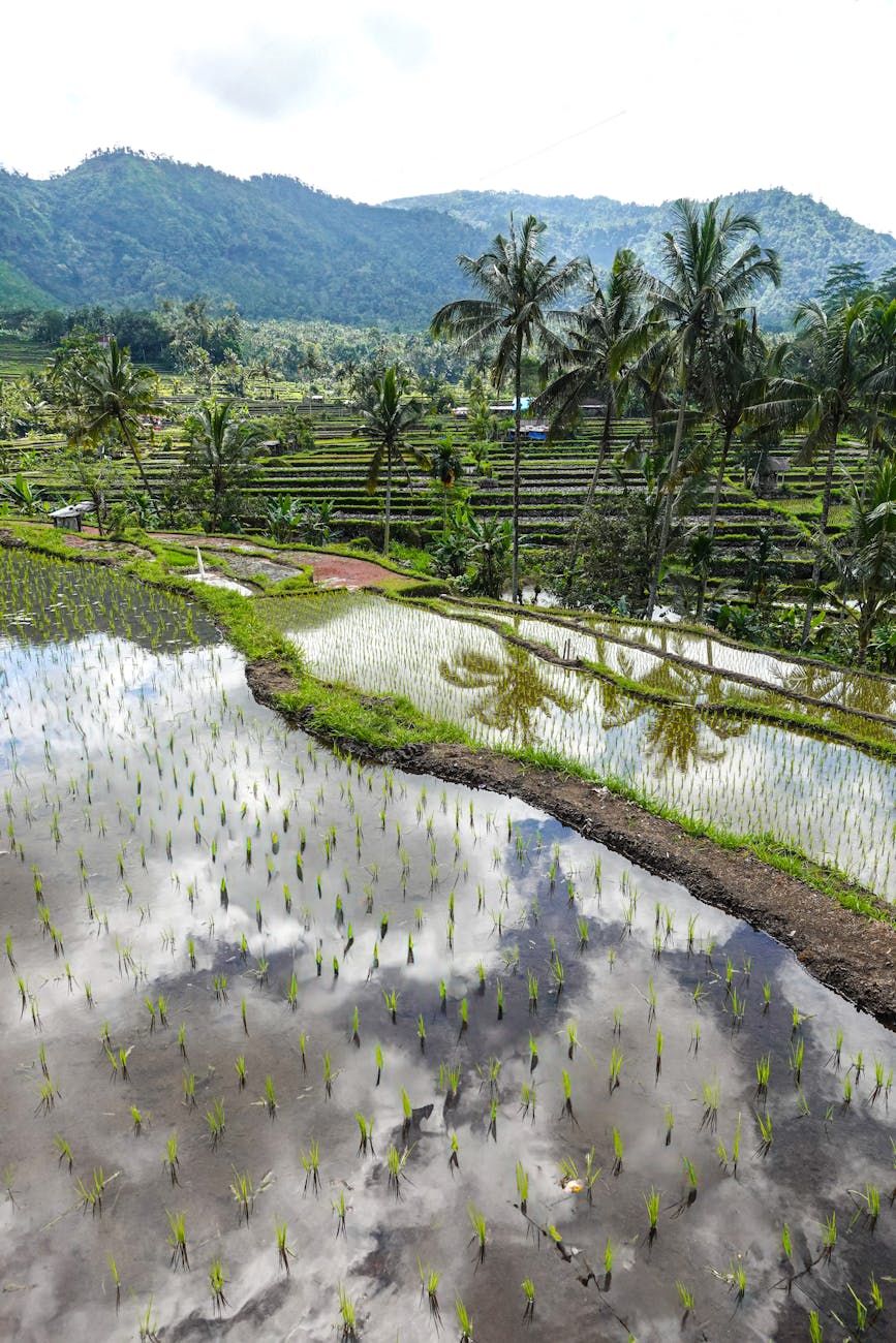 UNESCO Subak irrigation canal