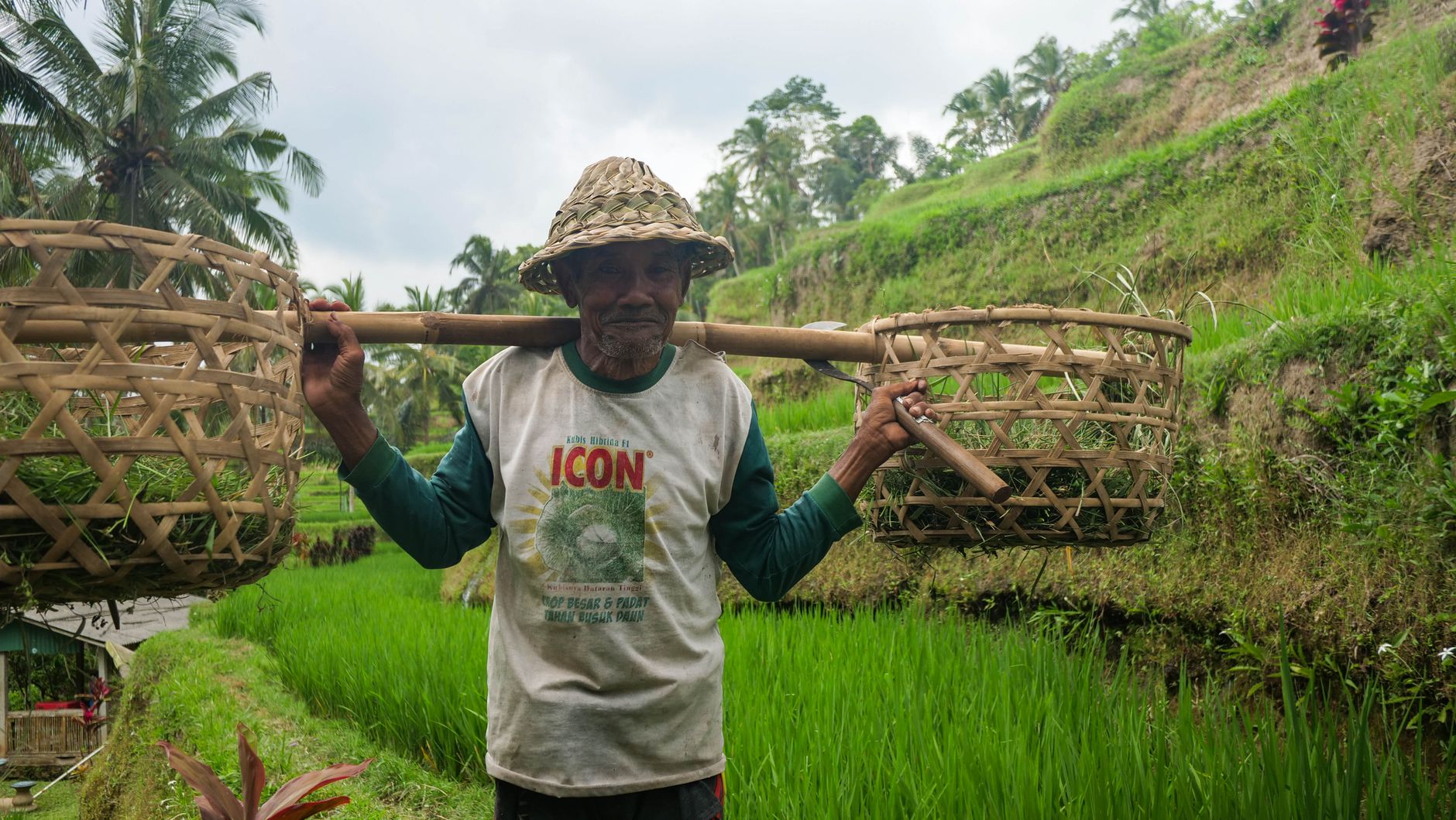 Balinese rice farmers in traditional caping hats harvesting grain sheaves