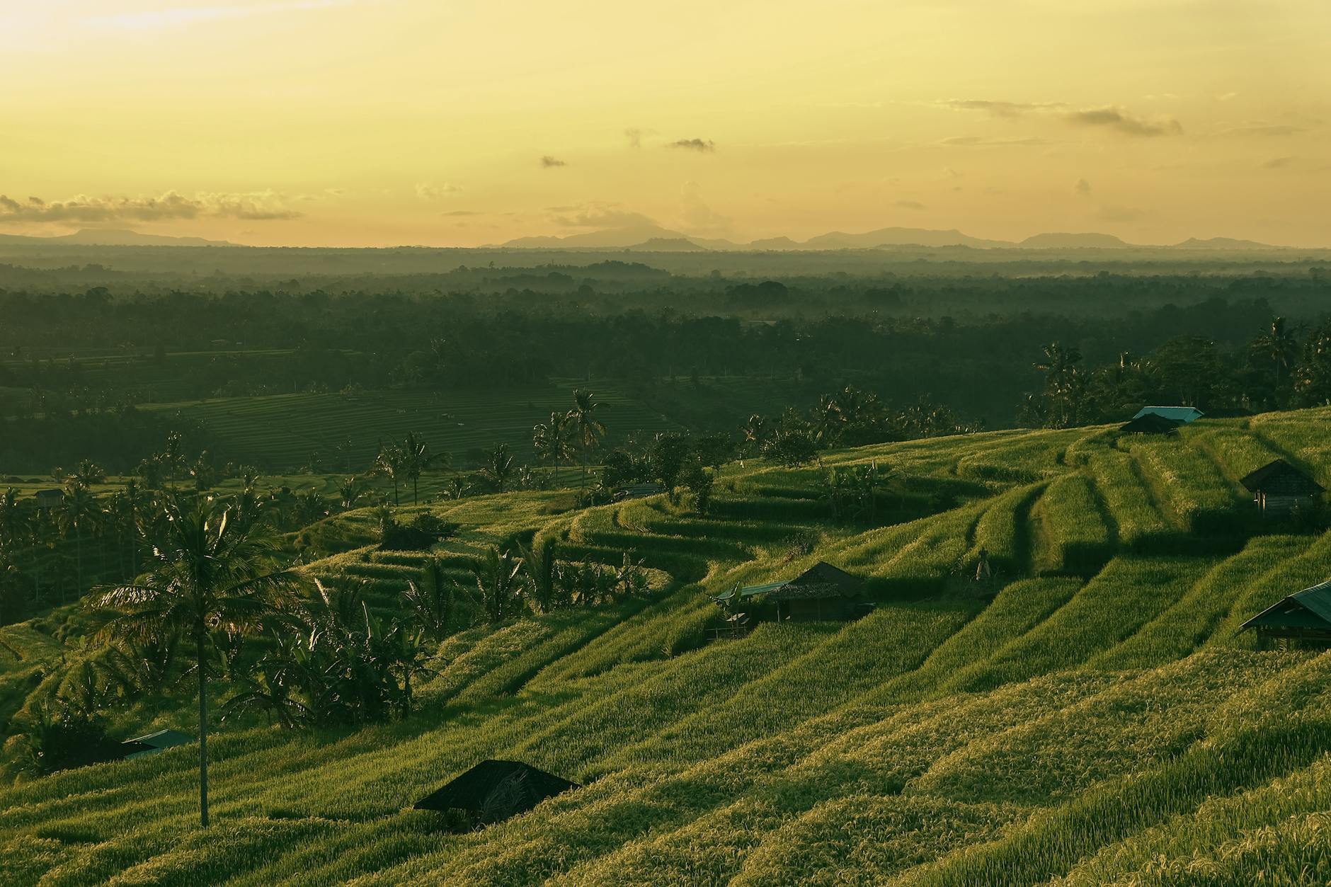 Golden Sunset over Bali Rice Terraces