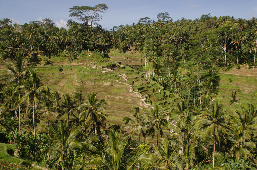 Steep terraced ravine of Tegallalang near Ubud with morning sunbeams through palms