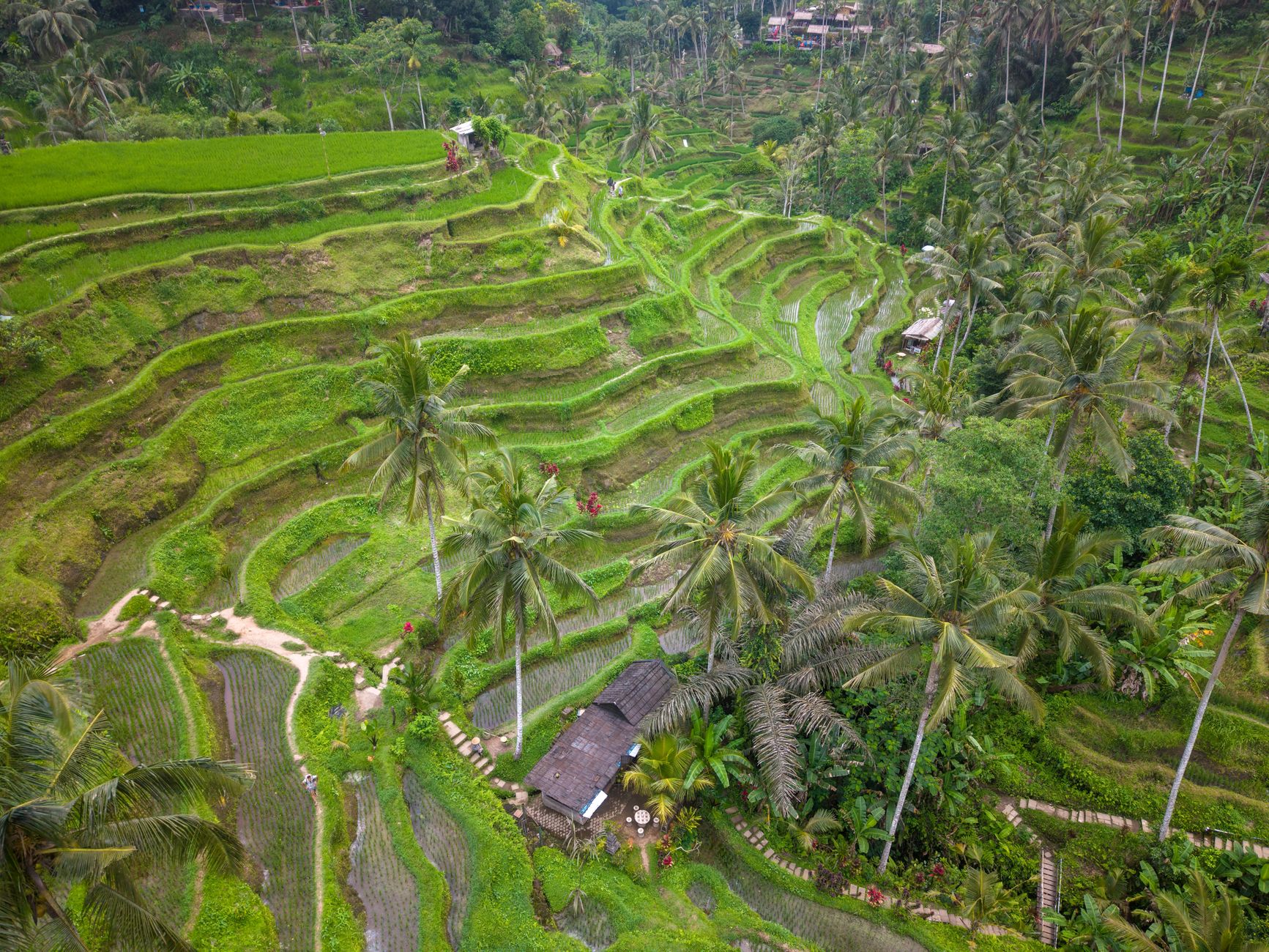 Ubud Half-Day Tour: Rice Terrace, Waterfall & Coffee