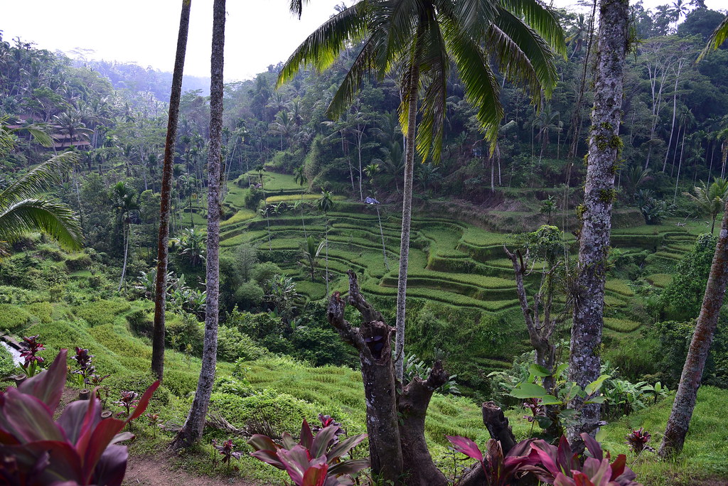Local farmer carrying basket in Ubud