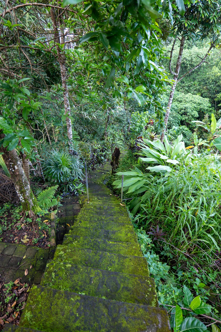 Ubud Wellness Walk